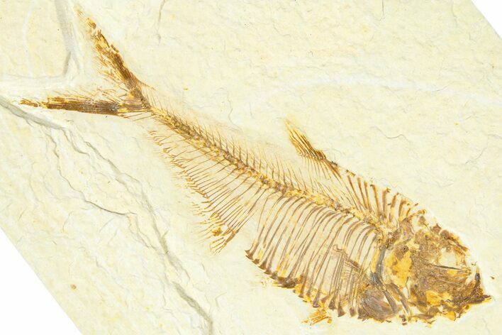 Detailed Fossil Fish (Diplomystus) - Wyoming #367584